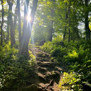 Qu&rsquo;est-ce que l&rsquo;Ayurveda ?